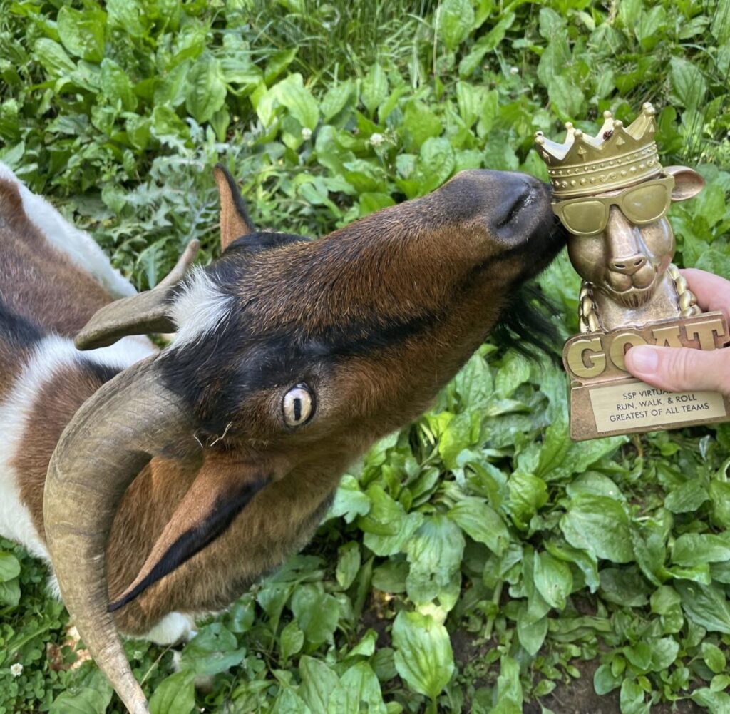 goat nibbling a goat trophy